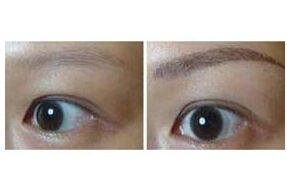 晉城繡眉價格