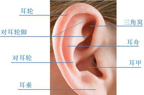做大腿吸脂后是否会反弹变粗回来？